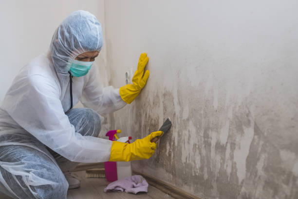Attic Mold Removal in Homosassa, FL