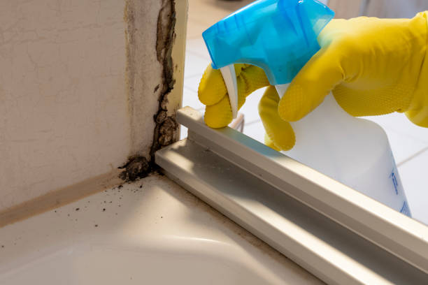 Best Residential Mold Removal  in Homosassa, FL