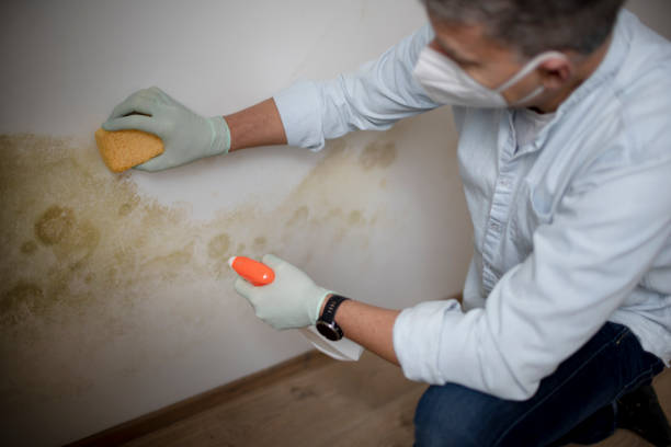 Best Professional Mold Removal  in Homosassa, FL