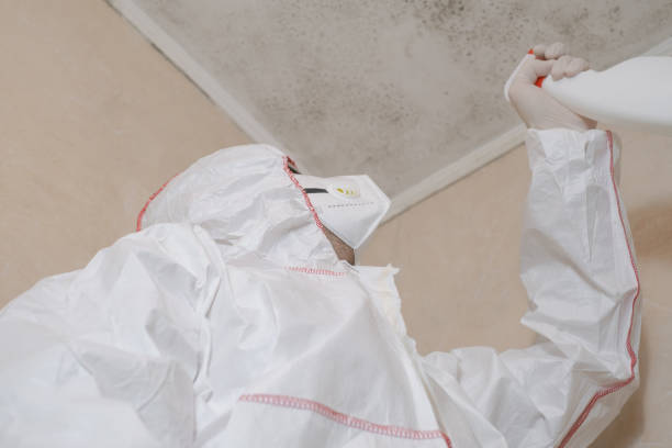 Best Home Mold Removal  in Homosassa, FL