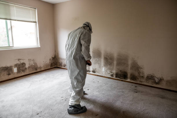 Best Residential Mold Removal  in Homosassa, FL