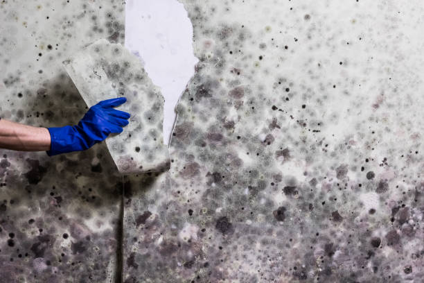 Best Best Mold Removal Companies  in Homosassa, FL